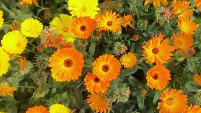 Calendula officinalis flowers pan shot