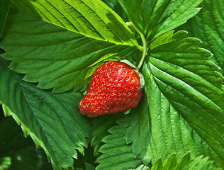 strawberries in the garden