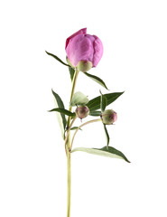 pink peony isolated on white background