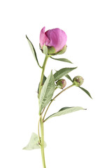 pink peony isolated on white background