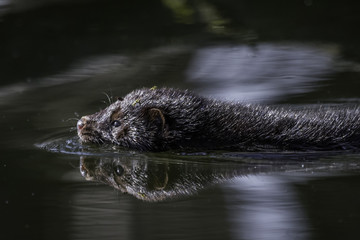 American Mink / Neovison vison