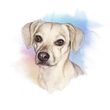 Portrait of a Dog. Cute puppy on the watercolor background. Watercolor Animal collection: Dogs. Dog Pug Portrait - Hand Painted Illustration of Pet. Good for banner, T-shirt, card. Art background