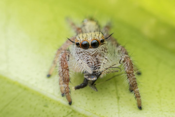 Super macro female Hyllus diardi or Jumping spider with prey on green leaf
