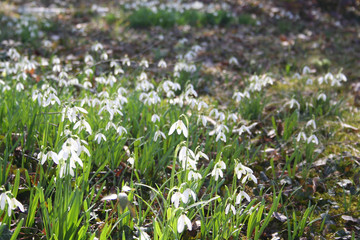 Beautiful snowdrops in a sunny spring forest. Selective focus.