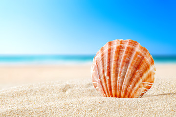 shell on sand and free space 