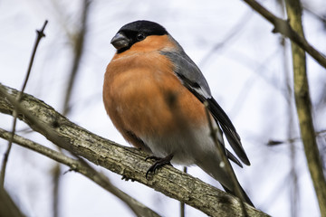 Pyrrhula pyrrhula / bullfinch