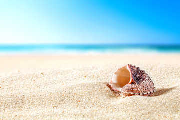shell on sand 