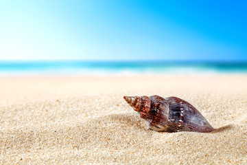 shell on sand 