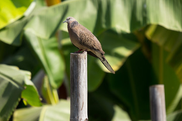Brown Pigeon sitting on Old Bamboo tree