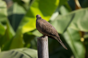 Brown Pigeon sitting on Old Bamboo tree