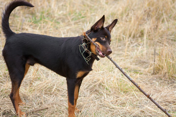 A young dog of the Australian kelpie breed plays in the grass
