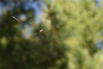 A small spider sits in a cobweb in the forest between the trees