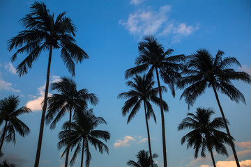 Fototapeta premium Silhouettes of palm trees on a blue sky background.
