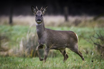 Capreolus capreolus