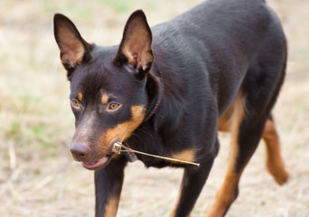 A young dog of the Australian kelpie breed plays in the grass