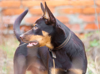 A young dog of the Australian kelpie breed plays in the grass