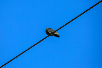 Single bird sitting on black electrical wire with clear blue sky in background