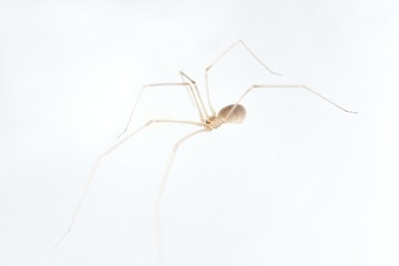 A spider who lives at home on a white wall. Macro