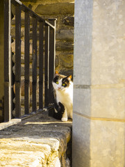 Gato con ojos verdes en Sant Pere de Vilamajor