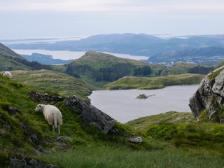 Naklejka premium le mouton des montagnes et des lacs