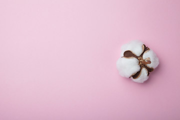 Fluffy cotton plant isolated on pink background. Copy space for text.