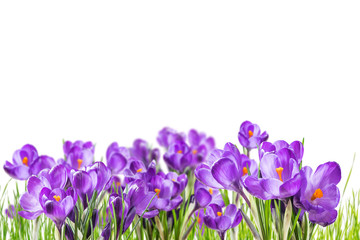 Crocus flowers in grass isolated