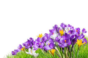 Crocus flowers in grass isolated