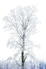 Lonely winter tree in snow forest.