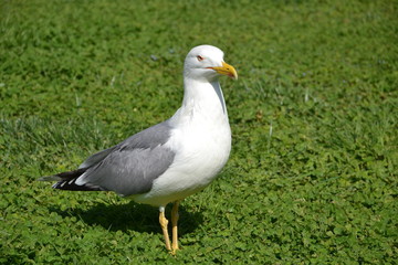 Fototapeta premium seagull