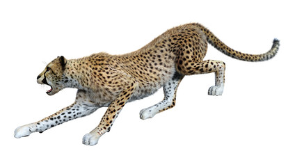 3D Rendering Big Cat Cheetah on White
