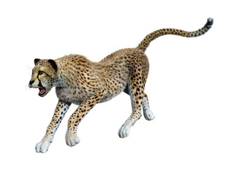 3D Rendering Big Cat Cheetah on White