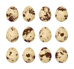 Quail eggs on a white background