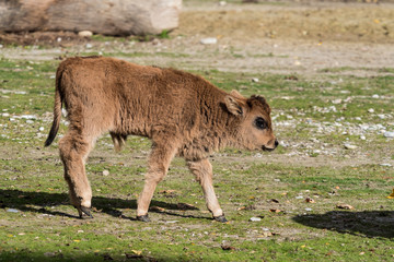 Fototapeta premium Auerochse - Bos primigenius taurus