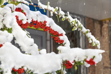 Beautiful colorful fall leaves on a forest floor