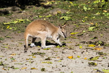 Flinkwallaby - Macropus agilis
