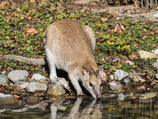 Flinkwallaby - Macropus agilis