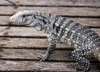 Teiu, lagarto ainda filhote.