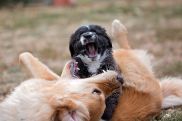 Two dogs wrestling