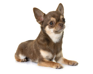 brown chihuahua in studio