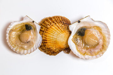 Scallop in shell lies on white background