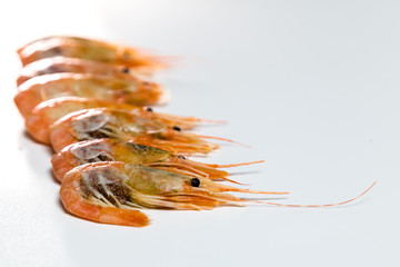 shrimp langoustine lie on a white background