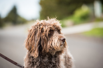 Labradoodle portrait