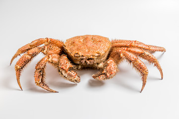 crab bristly hairy lie on white background