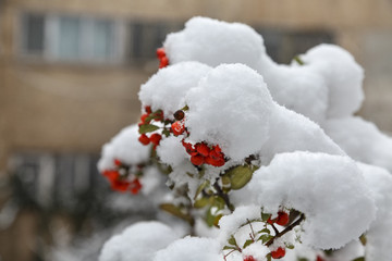 Winter Frozen Viburnum Under Snow. Viburnum In The Snow. First snow. Autumn and snow. Beautiful winter.