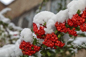 Beautiful colorful fall leaves on a forest floor