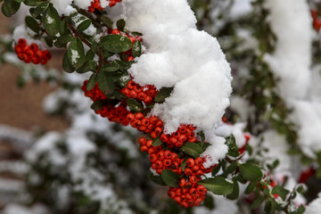 Beautiful colorful fall leaves on a forest floor