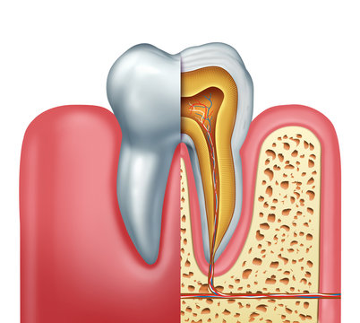 Human Tooth Anatomy Concept