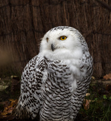 Schnee-Eule - Bubo scandiacus