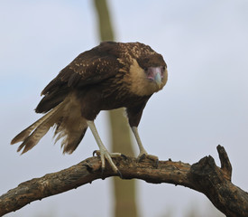 An Immature Northern Crested Caracara, Caracara cheriway
