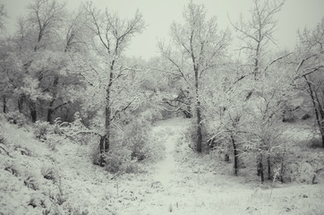 Obraz na płótnie Canvas Snow Trees